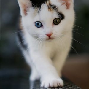 Meet your Posher, Ineisha